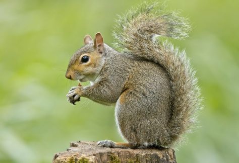 Urban Wildlife Festival