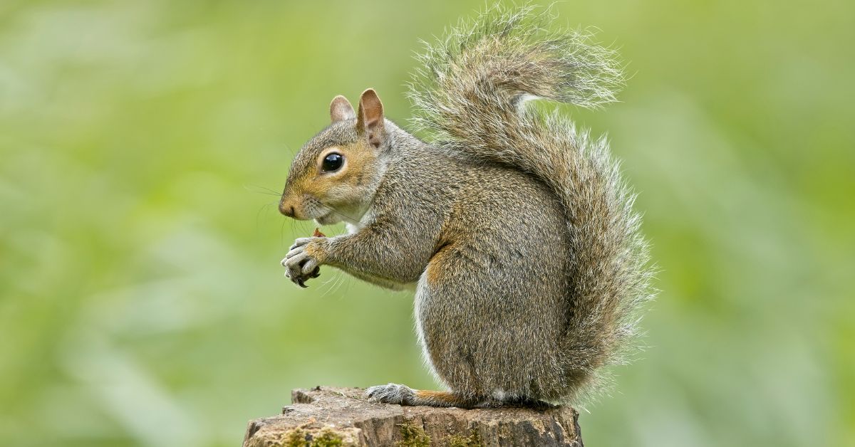Urban Wildlife Festival