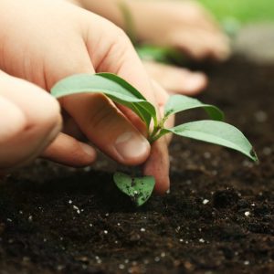 Planting the Native Garden
