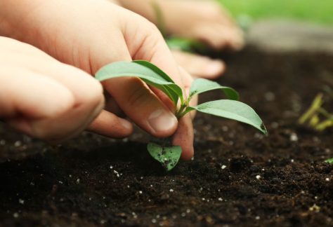 Planting the Native Garden