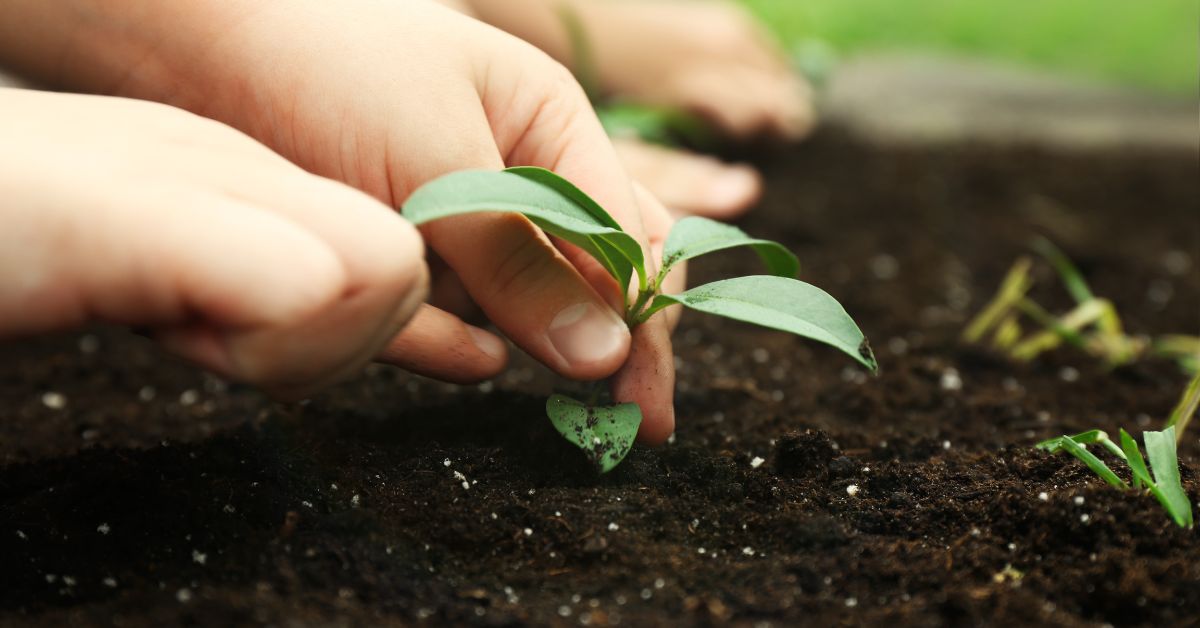 Planting the Native Garden