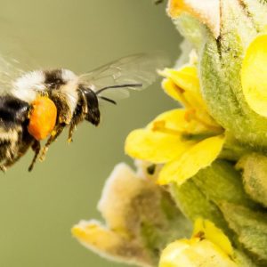 Pollinator Palooza