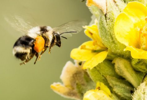 Pollinator Palooza
