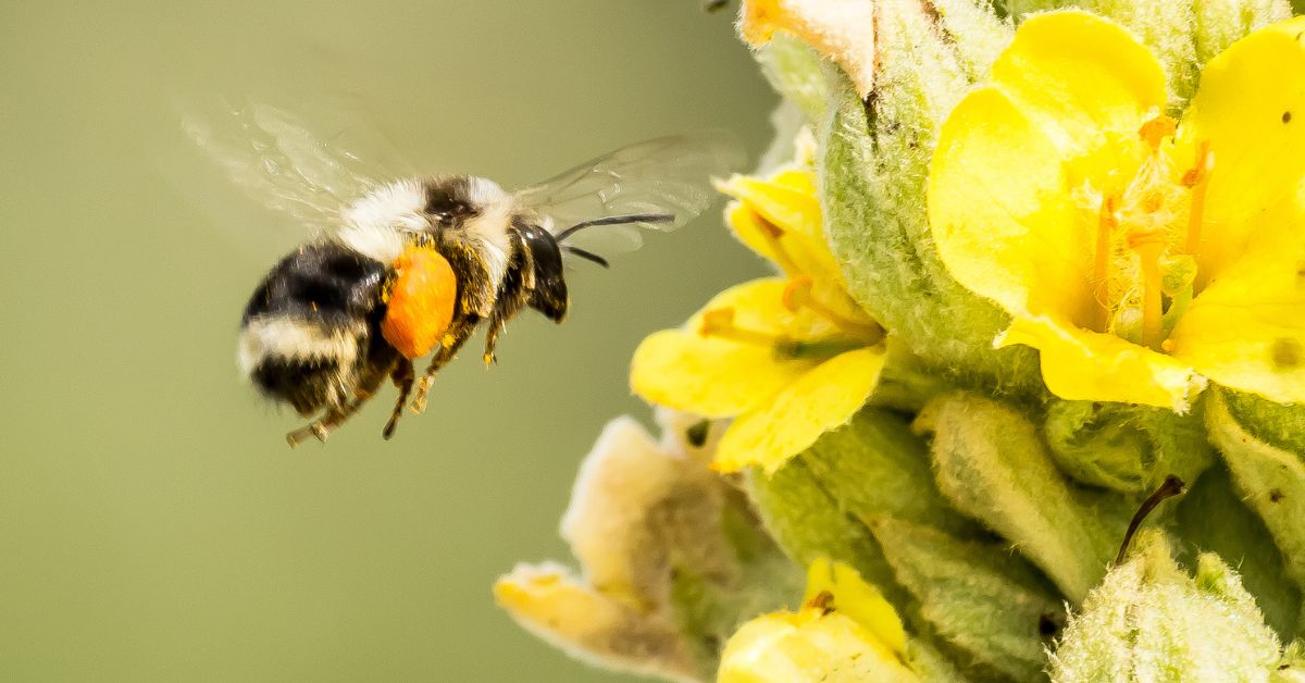 Pollinator Palooza