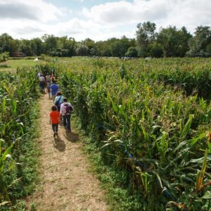 Amazing Maize Maze at Queens County Farm Museum