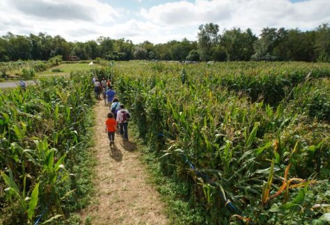Amazing Maize Maze at Queens County Farm Museum