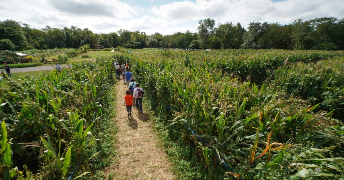 Amazing Maize Maze at Queens County Farm Museum