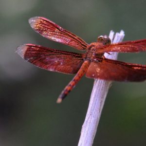 Bug Buddies: Dragonflies & Damselflie