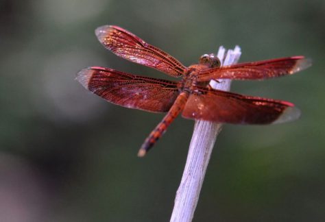 Bug Buddies: Dragonflies & Damselflie