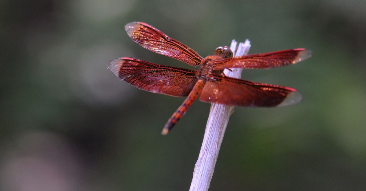 Bug Buddies: Dragonflies & Damselflie