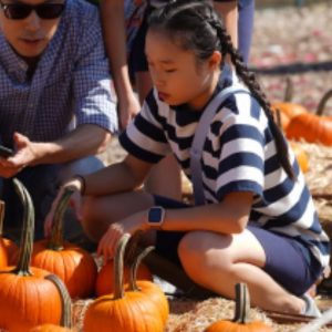 Randall’s Island Harvest Festival