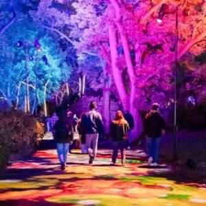 Lightscape at Brooklyn Botanic Garden returns this holiday season with a spectacular new trail. This year’s Lightscape is a love letter—to the Garden,