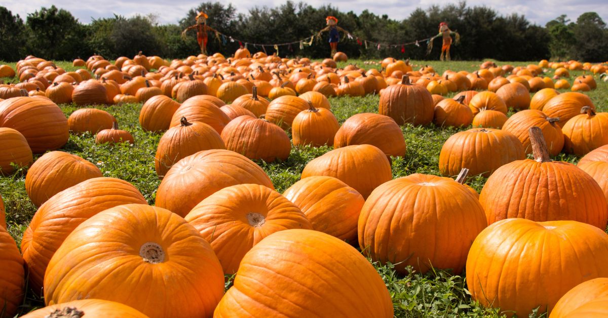 18 Best Pumpkin Patches Near NYC for Families in 2026